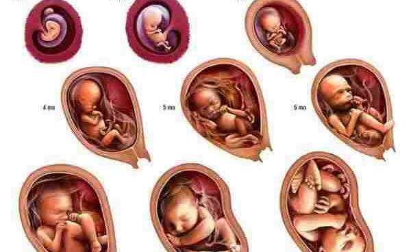 عکس های ماه اول بارداری