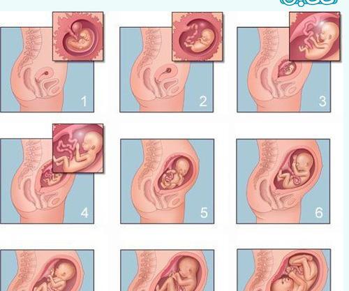 عکس شکم در ماه های مختلف بارداری