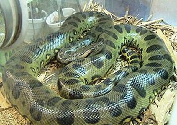 عکس مار غول پیکر جهان