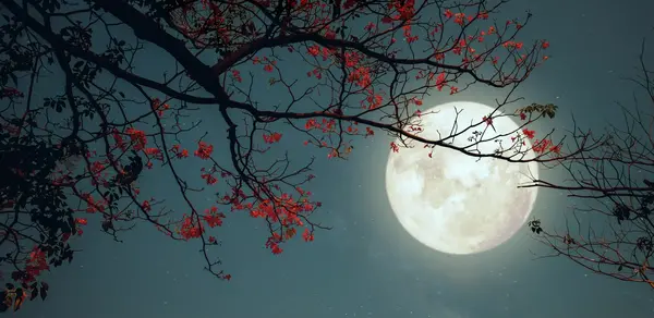 عکس ماه در ۱۴ شب
