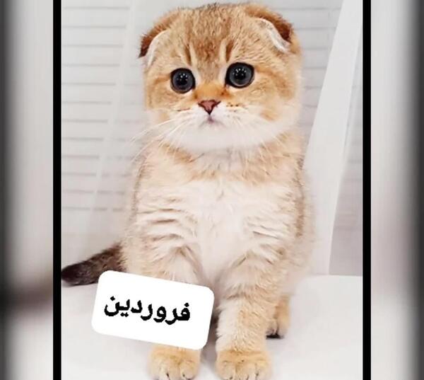 عکس حیوان ماه تیر