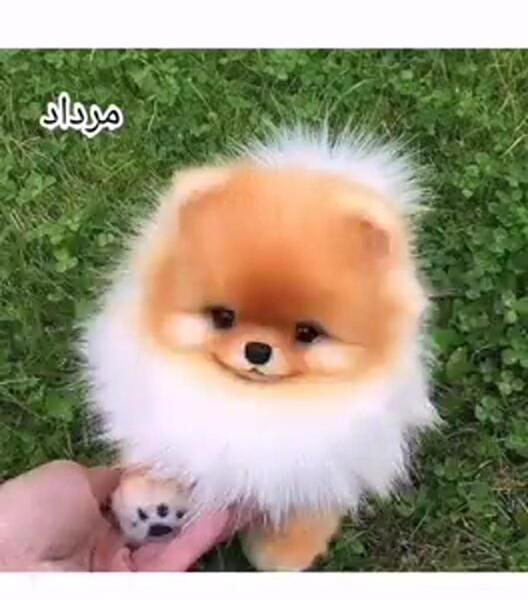 عکس حیوون ماه آذر