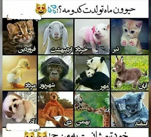 عکس حیوون ماه آذر