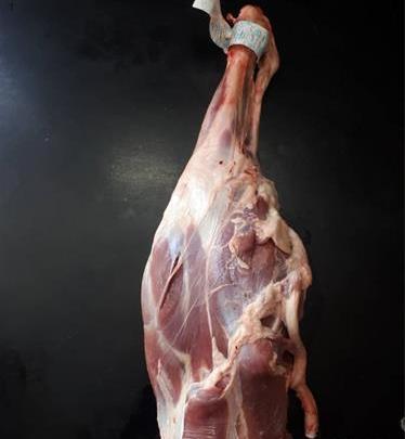 عکس از ماهیچه گوسفندی