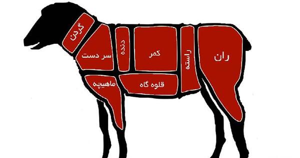 عکس از ماهیچه گوسفندی