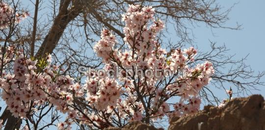 عکس منظره شکوفه های بهاری