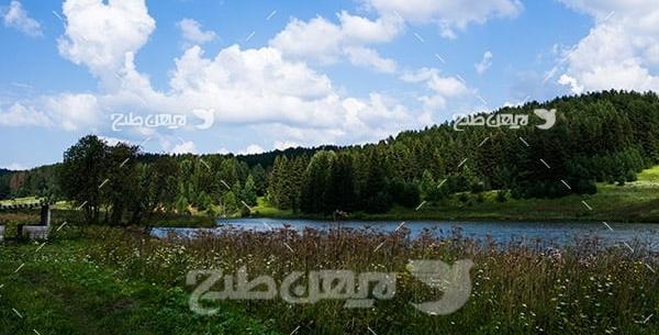 عکس منظره گل و گیاه