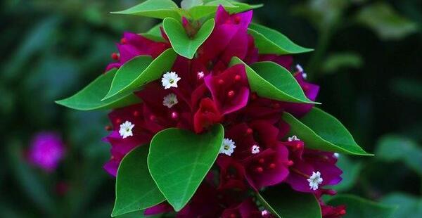 عکس منظره گل و گیاه