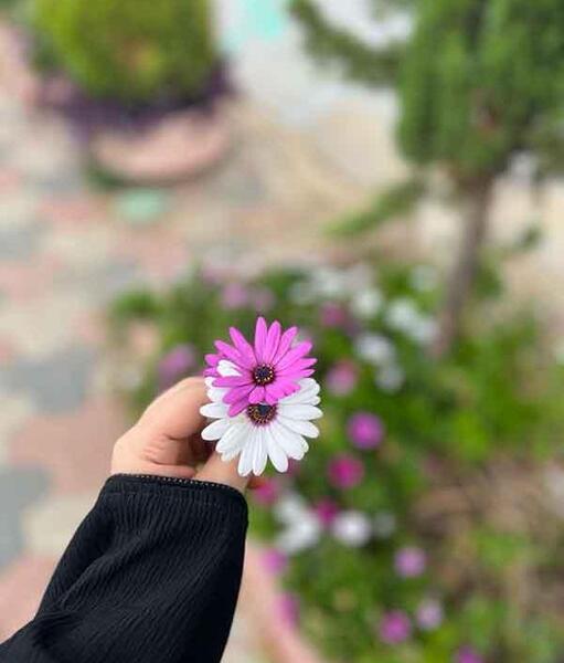 عکس منظره و گل برای پروفایل
