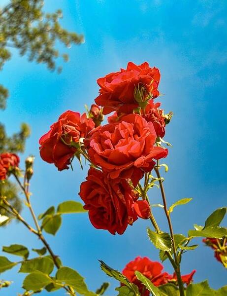 عکس منظره زمینه گوشی