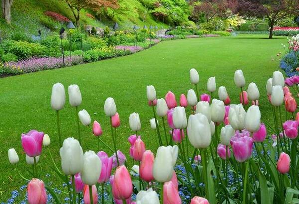 عکس گل و منظره های زیبا