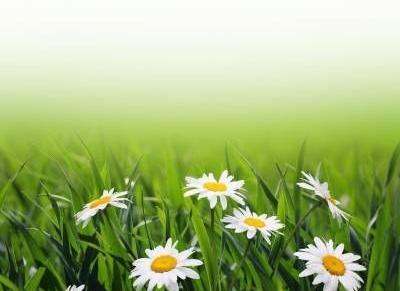 عکس زیبای گل و منظره