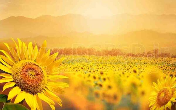 عکس زیبای گل و منظره