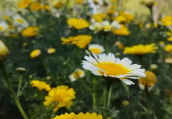 عکس گل منظره پروفایل