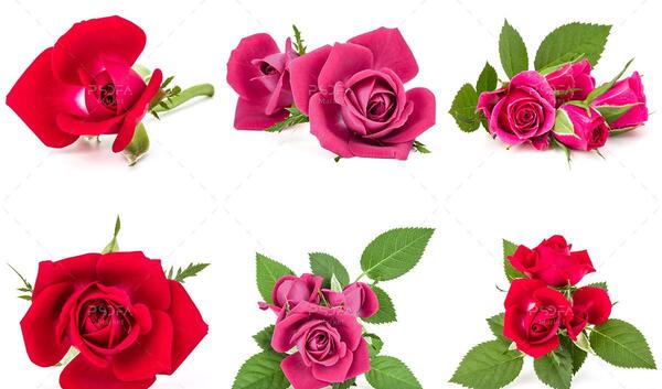 عکس منظره گل ها