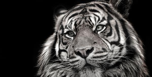 عکس منظره سیاه و سفید با کیفیت بالا