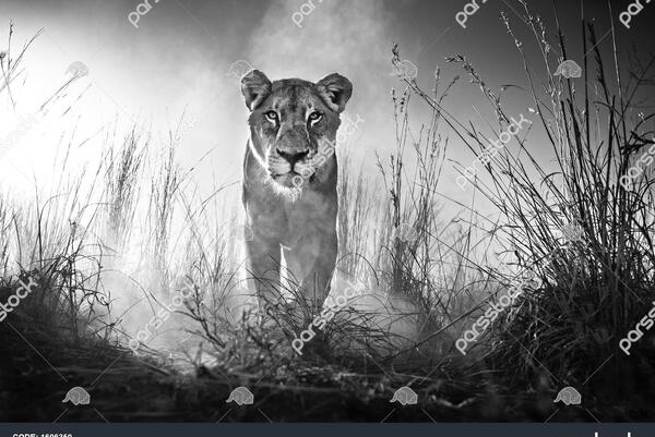 عکس منظره سیاه سفید hd