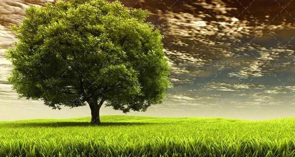 عکس منظره سبزه