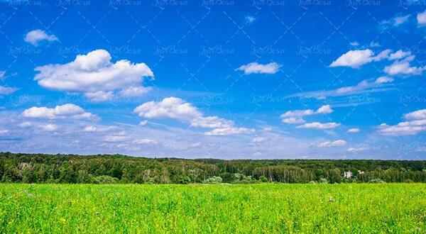 عکس منظره سبزه
