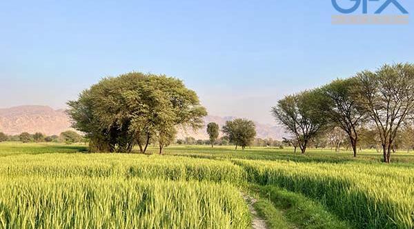 عکس منظره سبزه زار
