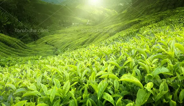 عکس منظره سر سبز