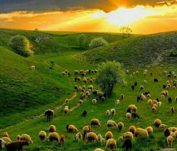 عکس منظره سر سبز