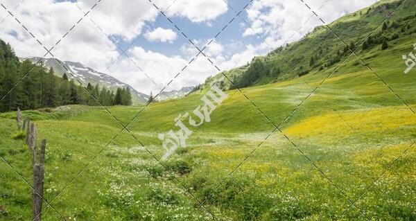 عکس منظره سر سبز