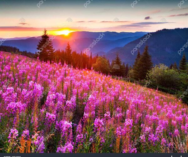 عکس منظره های صورتی