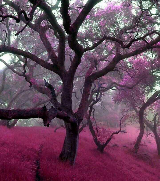 عکس از منظره صورتی