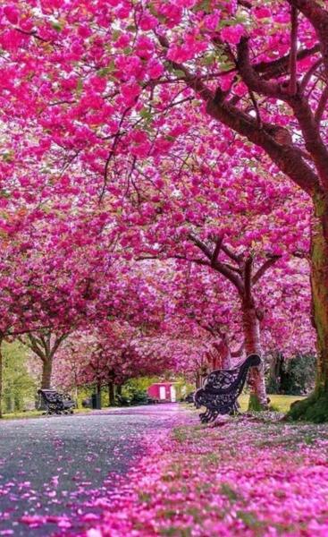 عکس از منظره صورتی