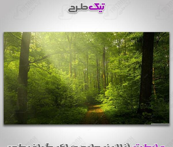 دانلود عکس منظره های سرسبز