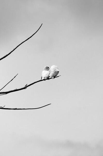 عکس های سیاه و سفید منظره
