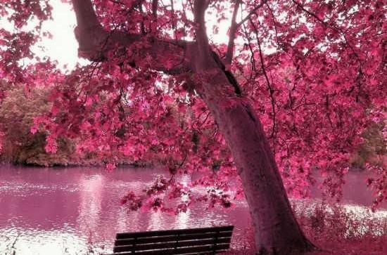 عاشقانه رویایی عکس منظره زیبا