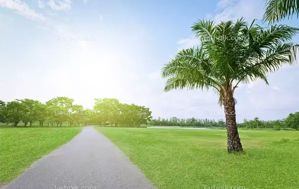 عکس منظره با درخت