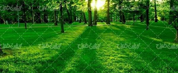 عکس منظره با درخت