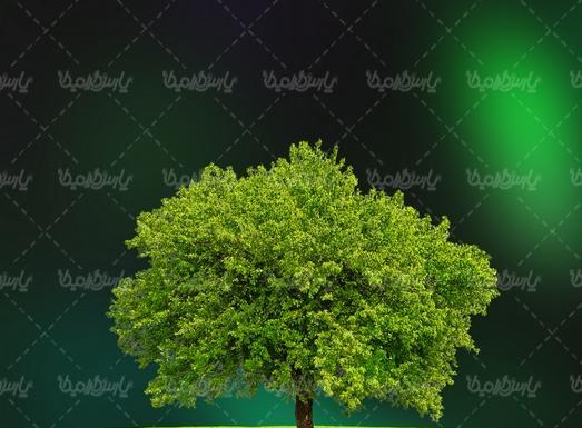عکس منظره تک درخت