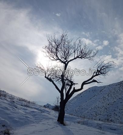 عکس منظره تک درخت