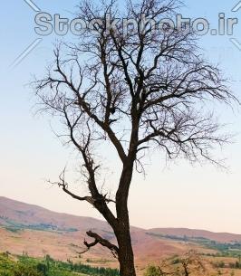 دانلود عکس منظره درخت