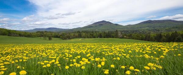 عکس منظره تابستانی برای پروفایل