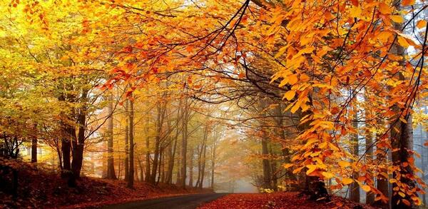 عکس منظره جنگل پاییزی