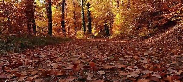 عکس منظره جنگل پاییزی