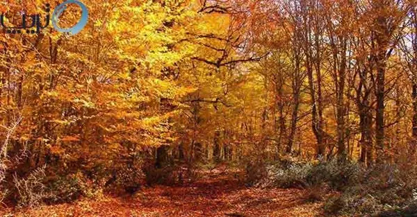 عکس منظره جنگل پاییزی
