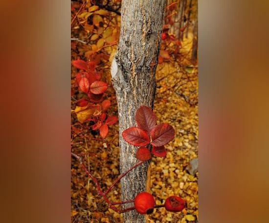 عکس جدید منظره برای پروفایل