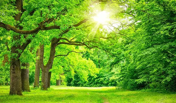 عکس منظره تابستانه