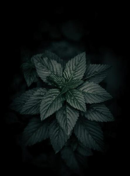 عکس پروفایل منظره تاریک