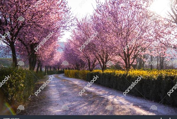 عکس منظره زیبای بهاری