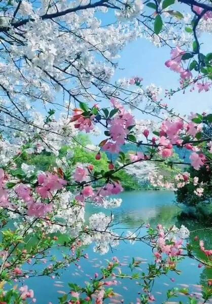 عکس منظره زیبای بهاری