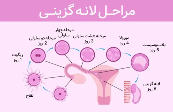 گزینی عکس لکه بینی در بارداری