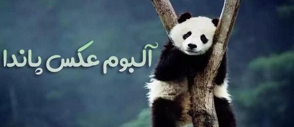 عکس پاندا کارتونی برای پروفایل