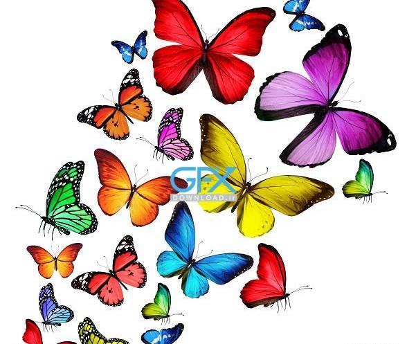 عکس پروانه کارتونی برای پروفایل